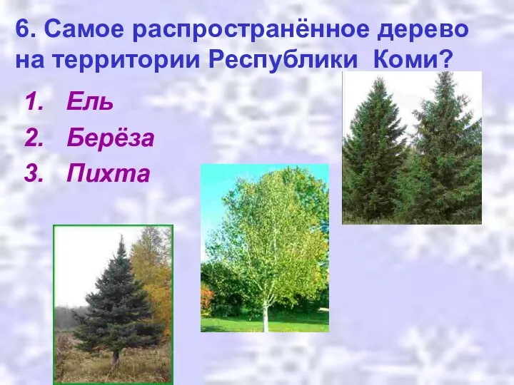 6. Самое распространённое дерево на территории Республики Коми? Ель Берёза Пихта