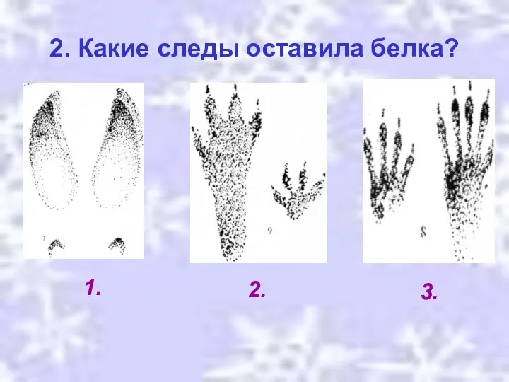 2. Какие следы оставила белка? 3. 2. 1.