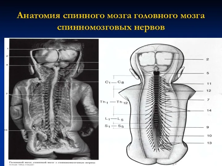 Анатомия спинного мозга головного мозга спинномозговых нервов