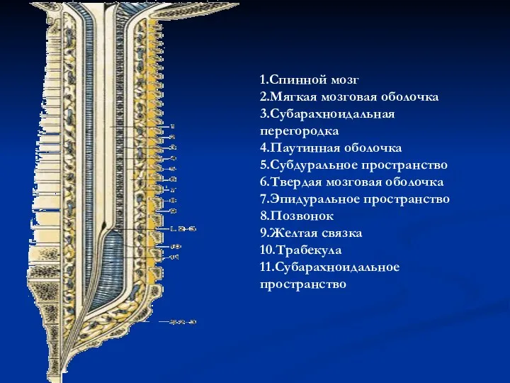 1.Спинной мозг 2.Мягкая мозговая оболочка 3.Субарахноидальная перегородка 4.Паутинная оболочка 5.Субдуральное пространство