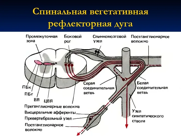 Спинальная вегетативная рефлекторная дуга