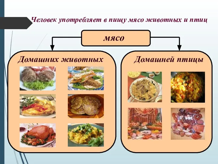 Человек употребляет в пищу мясо животных и птиц