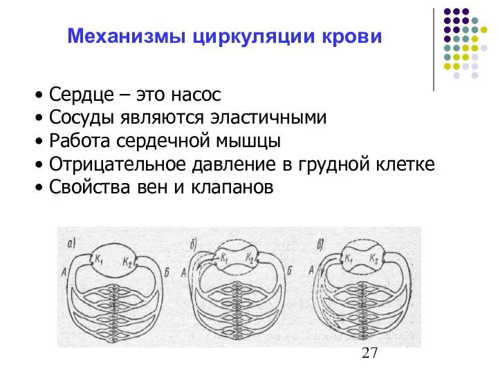 Механизмы циркуляции крови Сердце ‒ это насос Сосуды являются эластичными Работа