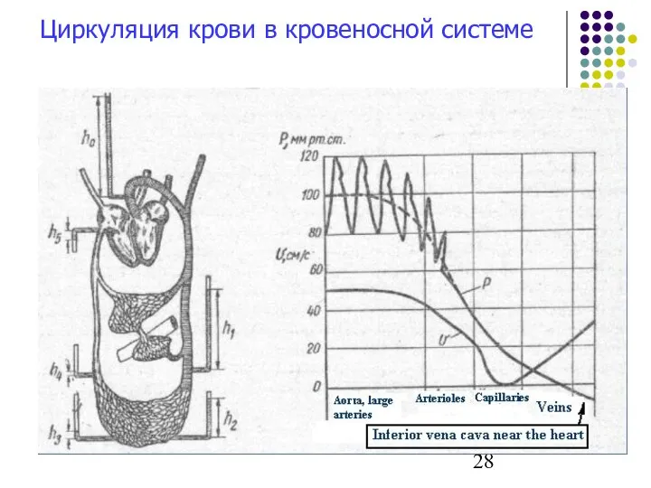 Циркуляция крови в кровеносной системе