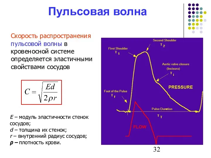 Пульсовая волна Скорость распространения пульсовой волны в кровеносной системе определяется эластичными