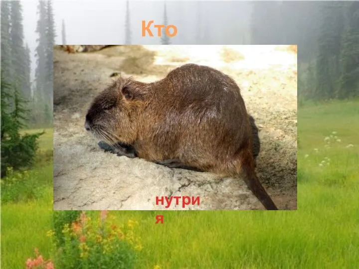 Кто это? нутрия