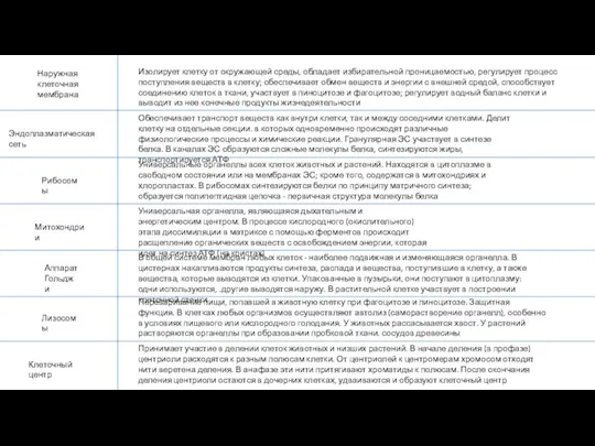 Наружная клеточная мембрана Эндоплазматическая сеть Рибосомы Митохондрии Аппарат Гольджи Лизосомы Клеточный