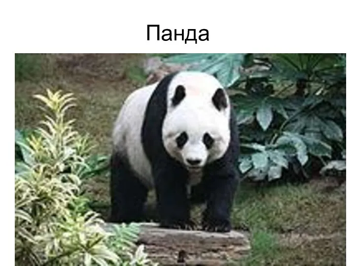 Панда