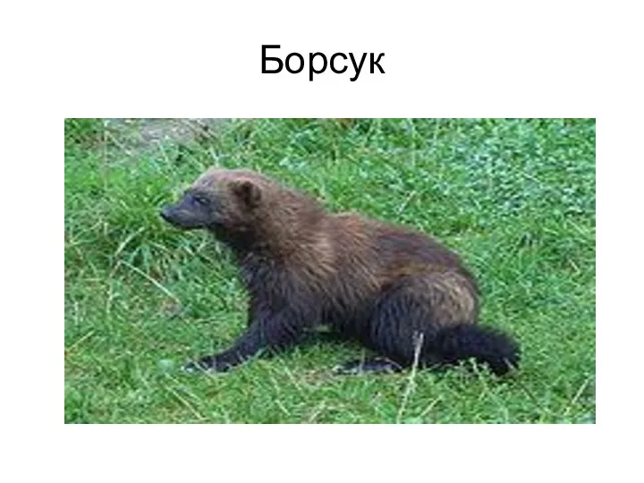 Борсук