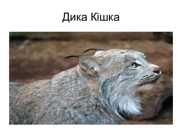 Дика Кішка