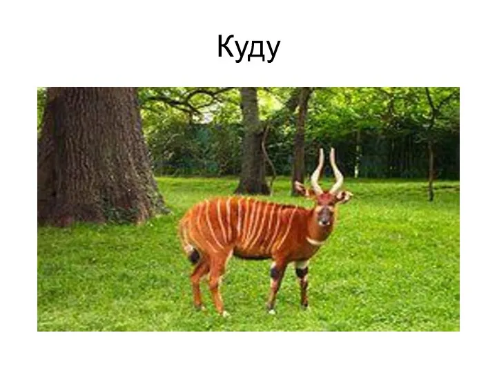 Куду