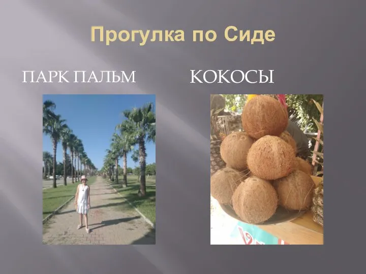 Прогулка по Сиде ПАРК ПАЛЬМ КОКОСЫ