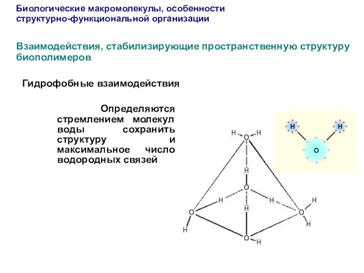 Гидрофобные взаимодействия Определяются стремлением молекул воды сохранить структуру и максимальное число
