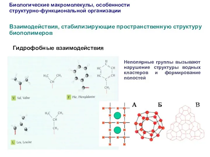 Гидрофобные взаимодействия Биологические макромолекулы, особенности структурно-функциональной организации Взаимодействия, стабилизирующие пространственную структуру