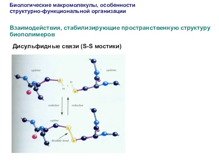 Биологические макромолекулы, особенности структурно-функциональной организации Взаимодействия, стабилизирующие пространственную структуру биополимеров Дисульфидные связи (S-S мостики)