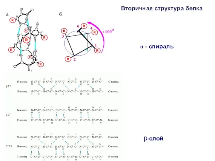 β-слой α - спираль Вторичная структура белка