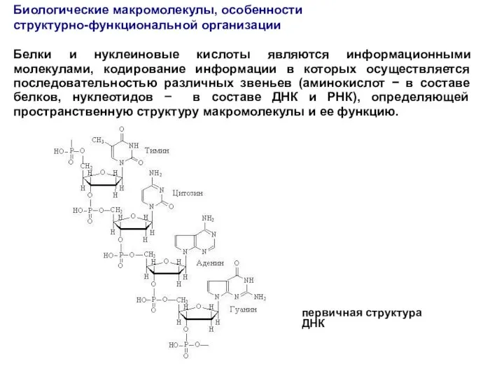 Белки и нуклеиновые кислоты являются информационными молекулами, кодирование информации в которых