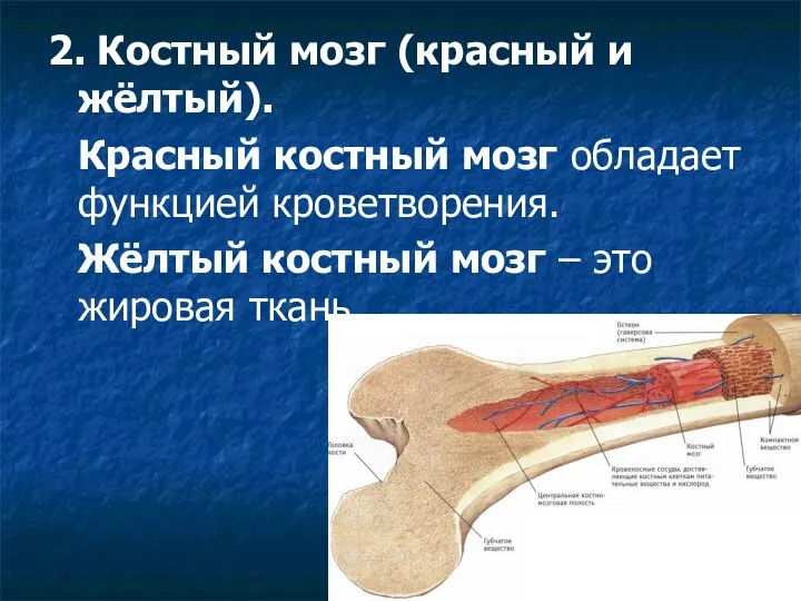 2. Костный мозг (красный и жёлтый). Красный костный мозг обладает функцией