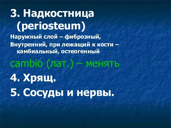 3. Надкостница (periosteum) Наружный слой – фиброзный, Внутренний, при лежащий к