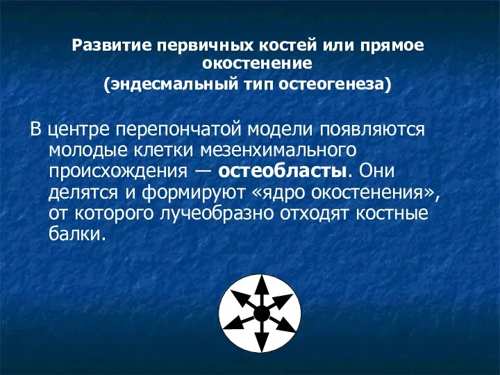 Развитие первичных костей или прямое окостенение (эндесмальный тип остеогенеза) В центре