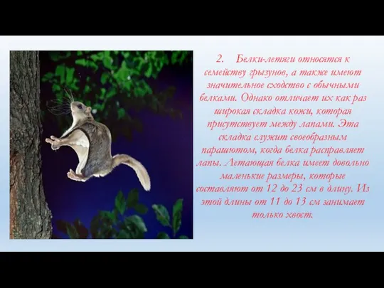 2. Белки-летяги относятся к семейству грызунов, а также имеют значительное сходство