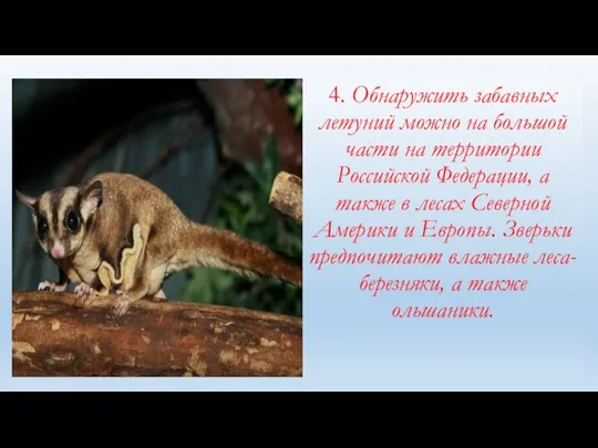 4. Обнаружить забавных летуний можно на большой части на территории Российской