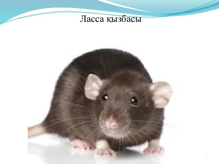 Ласса қызбасы