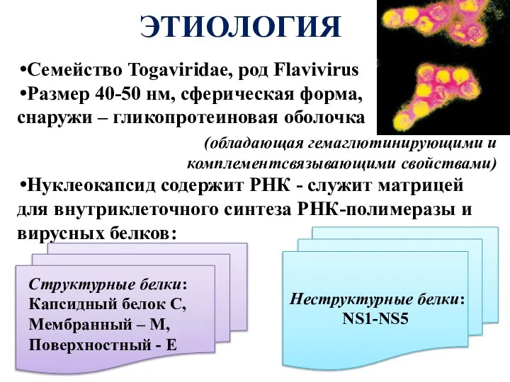 ЭТИОЛОГИЯ Семейство Togaviridae, род Flavivirus Размер 40-50 нм, сферическая форма, снаружи