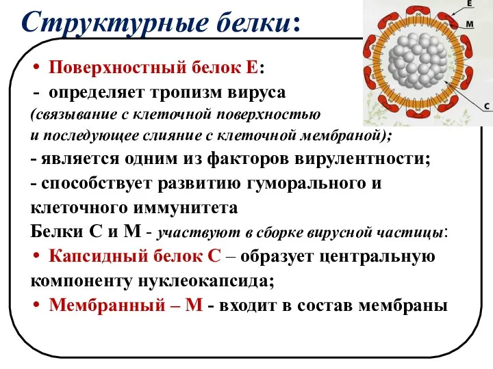 Структурные белки: Поверхностный белок Е: определяет тропизм вируса (связывание с клеточной