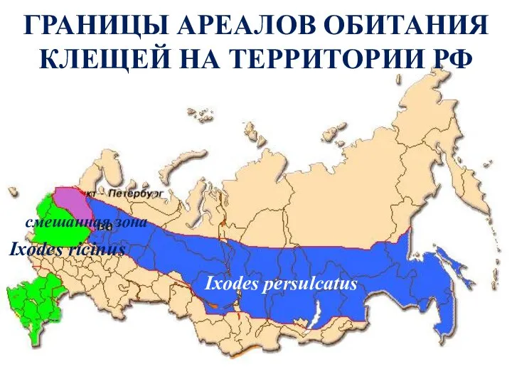 ГРАНИЦЫ АРЕАЛОВ ОБИТАНИЯ КЛЕЩЕЙ НА ТЕРРИТОРИИ РФ Ixodes persulcatus Ixodes ricinus смешанная зона