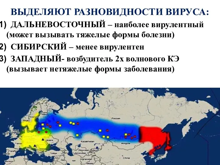 ВЫДЕЛЯЮТ РАЗНОВИДНОСТИ ВИРУСА: ДАЛЬНЕВОСТОЧНЫЙ – наиболее вирулентный (может вызывать тяжелые формы