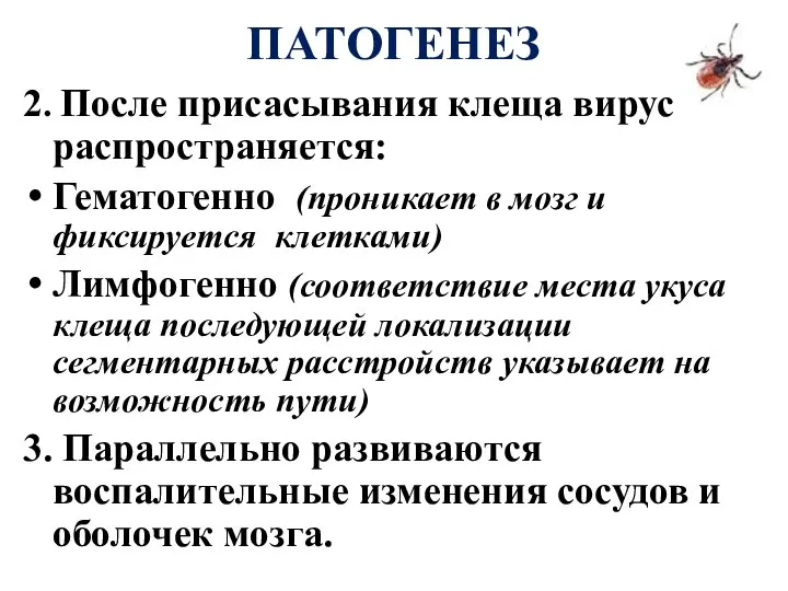 ПАТОГЕНЕЗ 2. После присасывания клеща вирус распространяется: Гематогенно (проникает в мозг