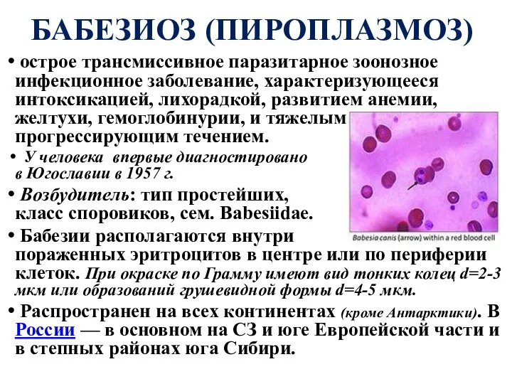 БАБЕЗИОЗ (ПИРОПЛАЗМОЗ) острое трансмиссивное паразитарное зоонозное инфекционное заболевание, характеризующееся интоксикацией, лихорадкой,