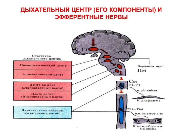 ДЫХАТЕЛЬНЫЙ ЦЕНТР (ЕГО КОМПОНЕНТЫ) И ЭФФЕРЕНТНЫЕ НЕРВЫ