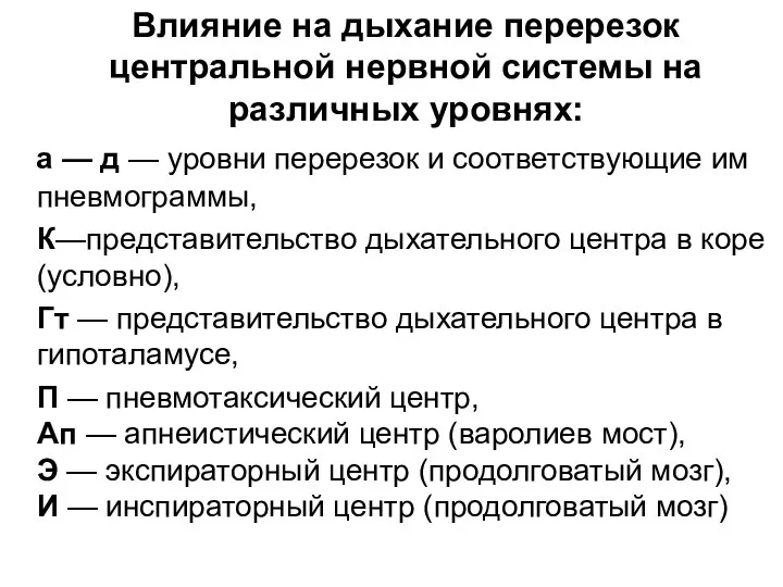 Влияние на дыхание перерезок центральной нервной системы на различных уровнях: а