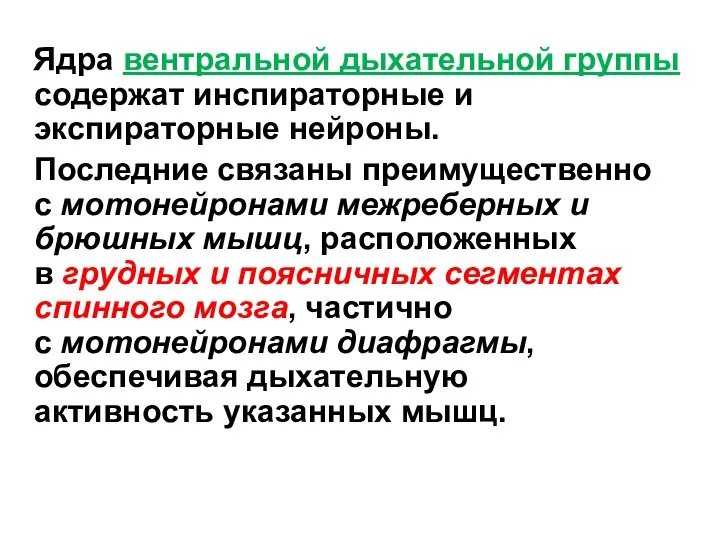 Ядра вентральной дыхательной группы содержат инспираторные и экспираторные нейроны. Последние связаны