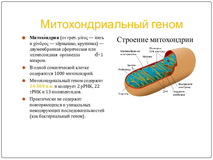 Митохондриальный геном Митохо́ндрия (от греч. μίτος — нить и χόνδρος —