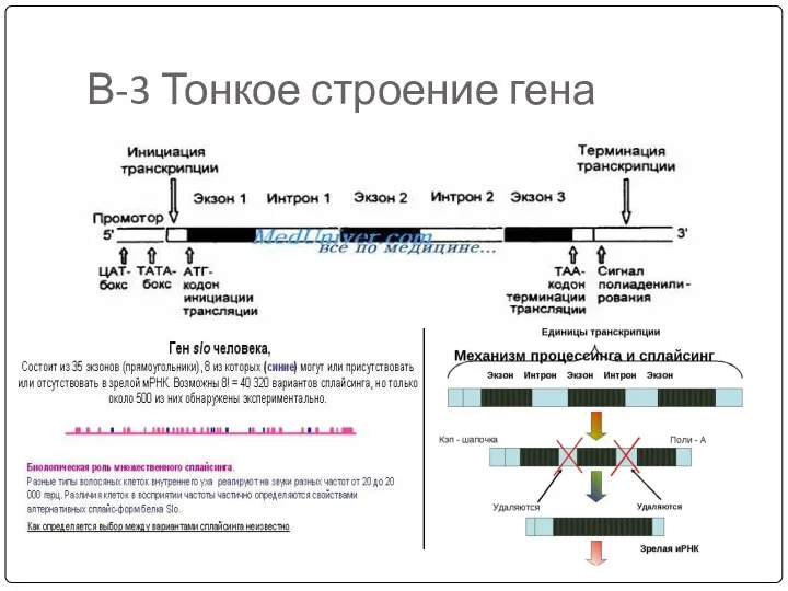 В-3 Тонкое строение гена