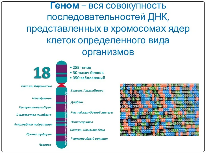 Геном – вся совокупность последовательностей ДНК, представленных в хромосомах ядер клеток определенного вида организмов