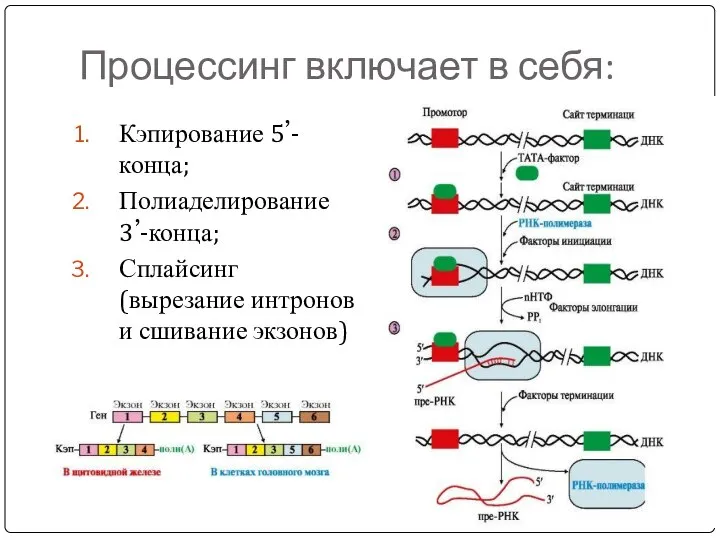 Процессинг включает в себя: Кэпирование 5’-конца; Полиаделирование 3’-конца; Сплайсинг (вырезание интронов и сшивание экзонов)