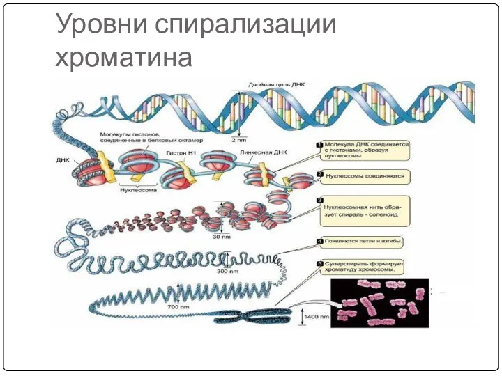 Уровни спирализации хроматина