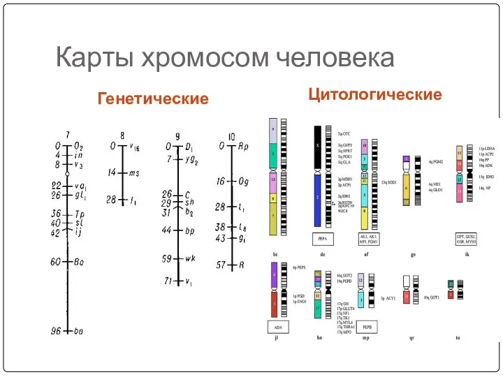 Карты хромосом человека Генетические Цитологические