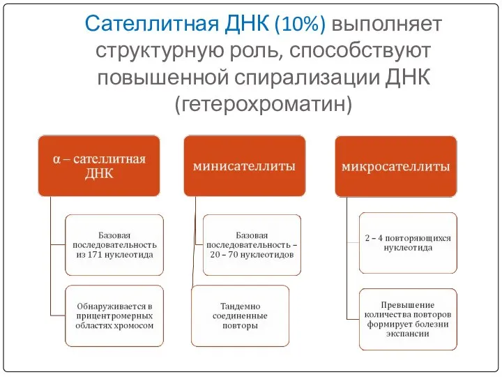 Сателлитная ДНК (10%) выполняет структурную роль, способствуют повышенной спирализации ДНК (гетерохроматин)