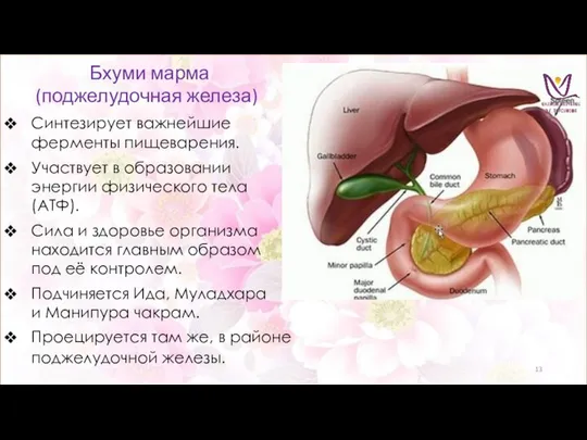 Бхуми марма (поджелудочная железа) Синтезирует важнейшие ферменты пищеварения. Участвует в образовании