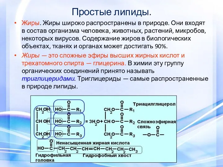 Простые липиды. Жиры. Жиры широко распространены в природе. Они входят в