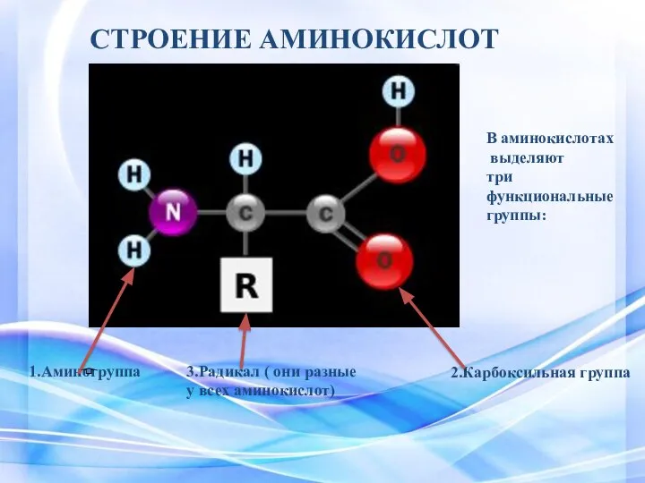 СТРОЕНИЕ АМИНОКИСЛОТ В аминокислотах выделяют три функциональные группы: 1.Аминогруппа 2.Карбоксильная группа