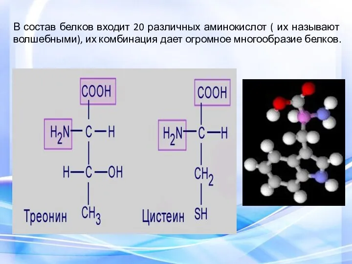 В состав белков входит 20 различных аминокислот ( их называют волшебными),