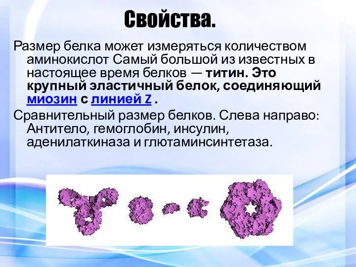 Свойства. Размер белка может измеряться количеством аминокислот Самый большой из известных