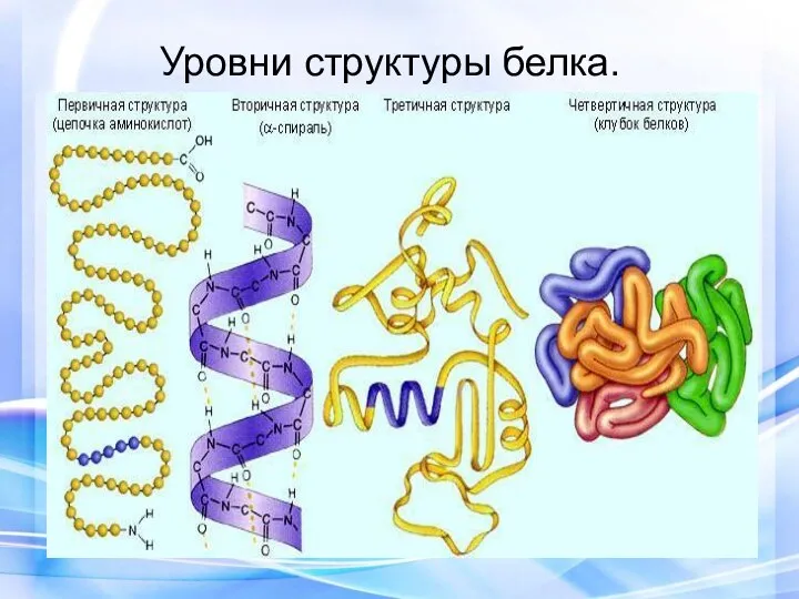 Уровни структуры белка.