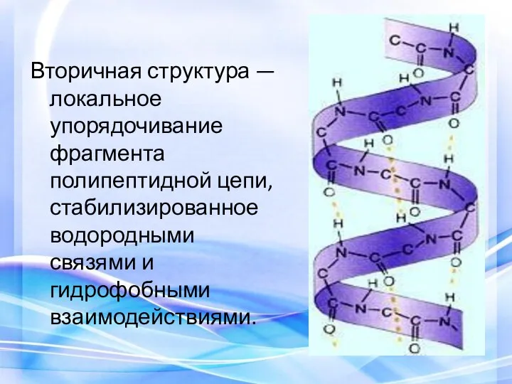 Вторичная структура — локальное упорядочивание фрагмента полипептидной цепи, стабилизированное водородными связями и гидрофобными взаимодействиями.